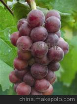 杭州葡萄价格最新爆料,品质与行情齐飞